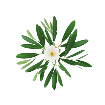 isolated tropical plant and summer tree png