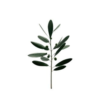 isolated tropical plant and summer tree png