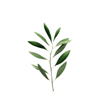 isolated tropical plant and summer tree png