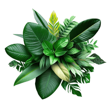 isolated tropical plant and summer tree png
