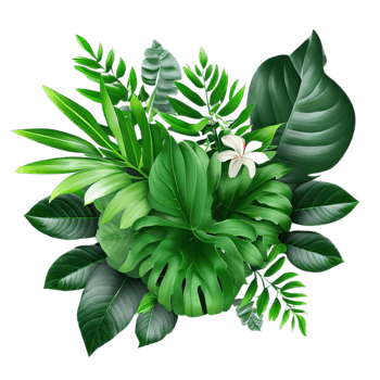 isolated tropical plant and summer tree png