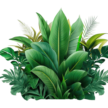 isolated tropical plant and summer tree png