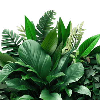 isolated tropical plant and summer tree png