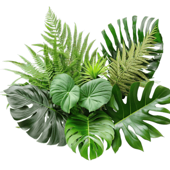 isolated tropical plant and summer tree png