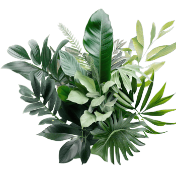 isolated tropical plant and summer tree png
