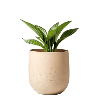 isolated tropical plant and summer tree png