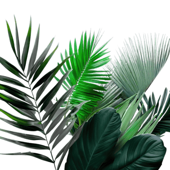 isolated tropical plant and summer tree png