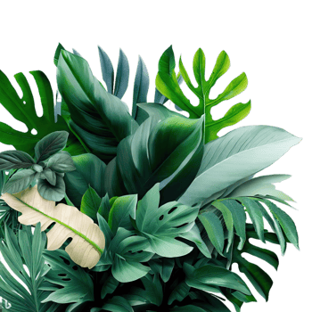 isolated tropical plant and summer tree png