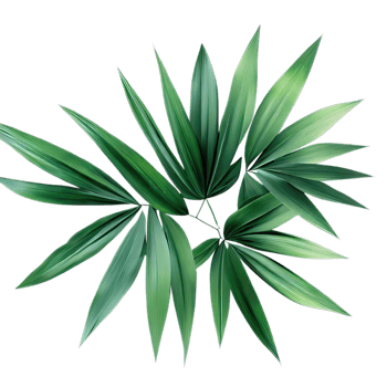 isolated tropical plant and summer tree png