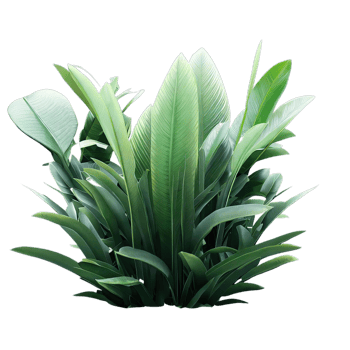 isolated tropical plant and summer tree png