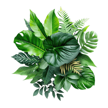 isolated tropical plant and summer tree png