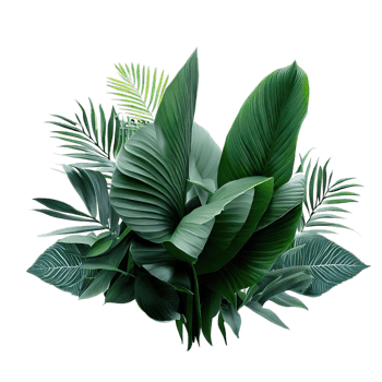 isolated tropical plant and summer tree png