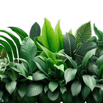 isolated tropical plant and summer tree png