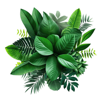 isolated tropical plant and summer tree png