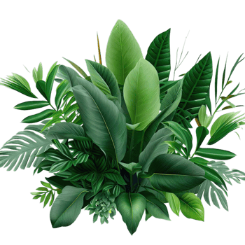 isolated tropical plant and summer tree png