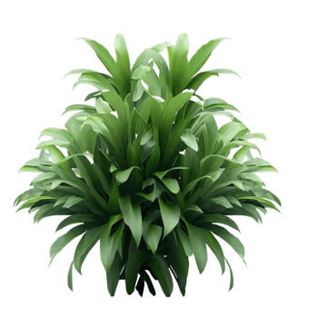isolated tropical plant and summer tree png