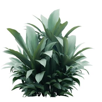 isolated tropical plant and summer tree png