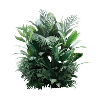 isolated tropical plant and summer tree png