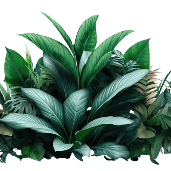 isolated tropical plant and summer tree png