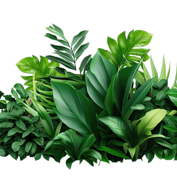 isolated tropical plant and summer tree png