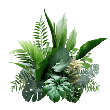 isolated tropical plant and summer tree png