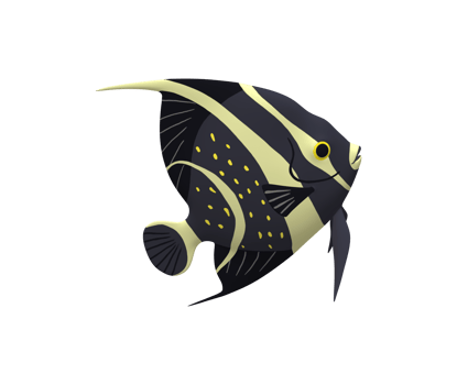 Angel Fish isolated on a Transparent Background png