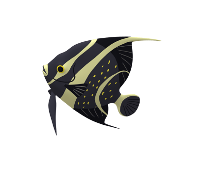 Angel Fish isolated on a Transparent Background png