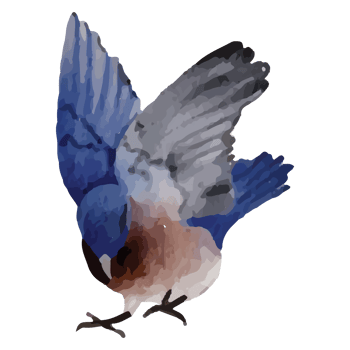 Winter Bird Polar animal Clip art Element Transparent Background png