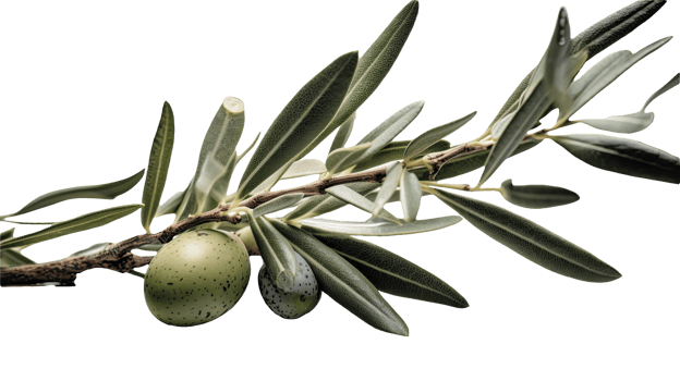 Fresh Olive Branch Illustration on Transparent Background. . png