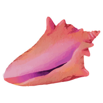 Shell Underwater Clip art Element Transparent Background png