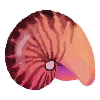 Shell Underwater Clip art Element Transparent Background png