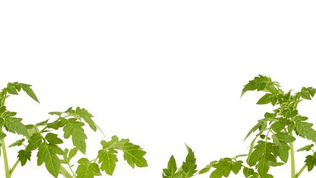 The soft top of the lush green tree has many leaves and branches that are the tops of the garden vegetables that can be used to cook food. Taken from the front view, clearly visible details isolated png