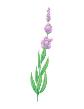 Sprig of lavender or lilac with purple flowers, leaves and petals. Vector isolated cartoon natural illustration.