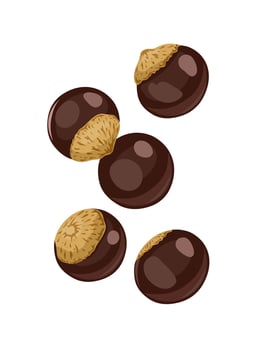 Vector illustration, Guarana seeds, or Paullinia cupana, isolated on white background.