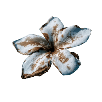 icon of petal flower png