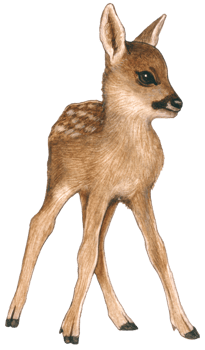 Baby Deer watercolor animal wildlife adorable animal png