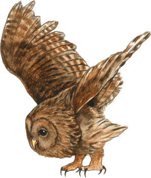 Owl watercolor animal wildlife adorable animal png