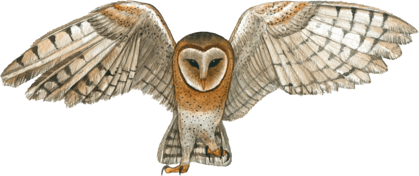 Owl watercolor animal wildlife adorable animal png