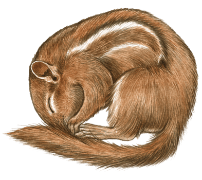 Squirrel watercolor animal wildlife adorable animal png