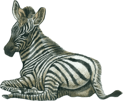 Zebra watercolor animal wildlife adorable animal png