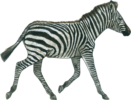 Zebra watercolor animal wildlife adorable animal png
