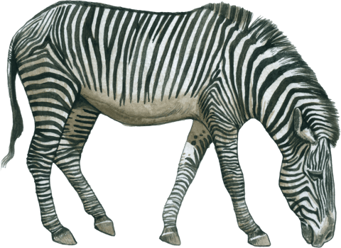 Zebra watercolor animal wildlife adorable animal png