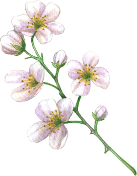 Pink Blossom flower watercolor png