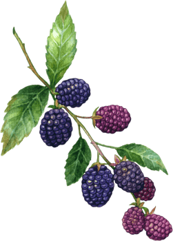 Blackberry fruit watercolor element png