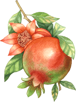 Pomegranate fruit watercolor element png