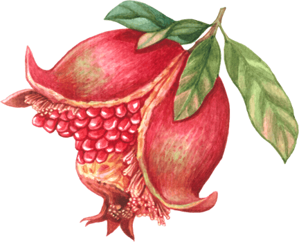Pomegranate fruit watercolor element png
