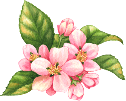 Pink Blossom flower watercolor png