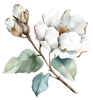 Vintage cotton Flower watercolor element png