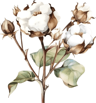 Vintage cotton Flower watercolor element png
