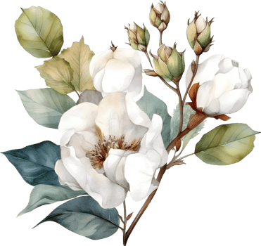 Vintage cotton Flower watercolor element png